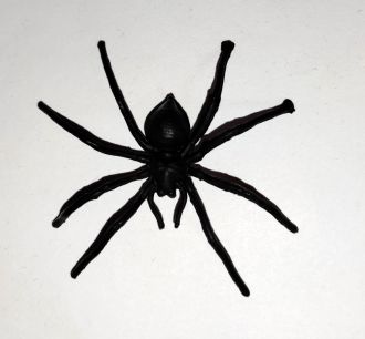 Pavouk - 7x7 cm