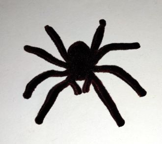 Tarantule - 7 x 7 cm