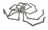 Chlupatý pavouk - 230 cm