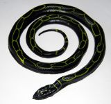 Had - 85 cm Barva: černá