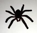 CB Tarantule - 7 x 7 cm