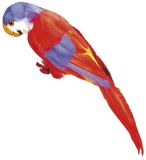 Papoušek Barva: červená