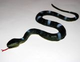 Had - 60 cm Barva: černá