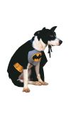 Kostým pro pejska - Batman