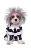 Kostým pro pejska - Beetlejuice
