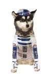 b Kostým pro pejska - R2-D2